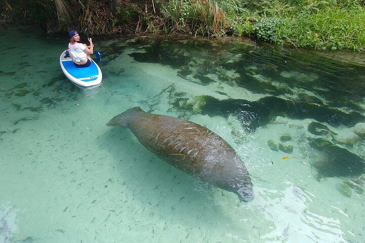  Kayak or Stand up Paddle Board Island and Wildlife Exploration - Photo 1 of 8